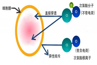 次氯酸發(fā)生器殺菌消毒