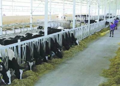 次氯酸水用于畜牧業(yè)