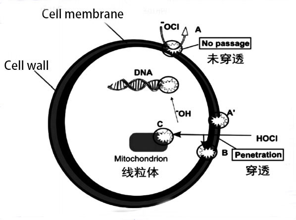 次氯酸發(fā)生器殺死細(xì)胞膜