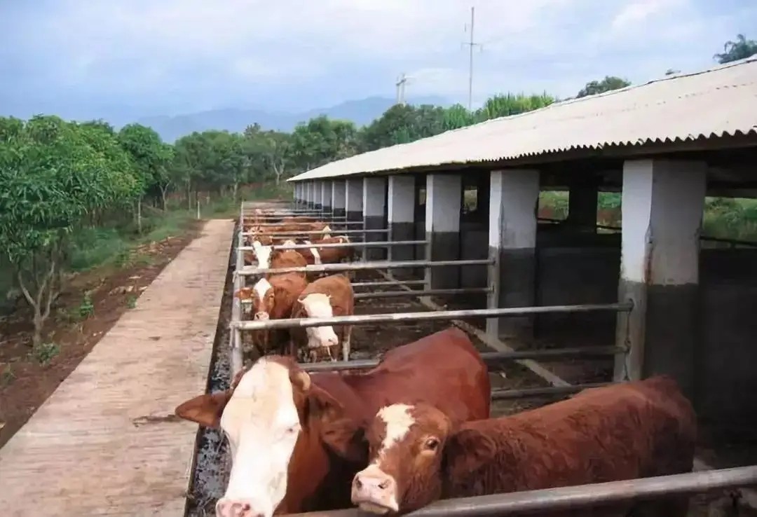 次氯酸在牛舍養殖消毒
