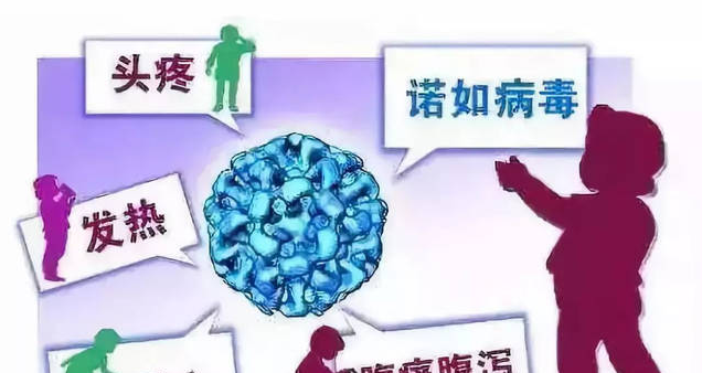 諾如病毒 諾如病毒