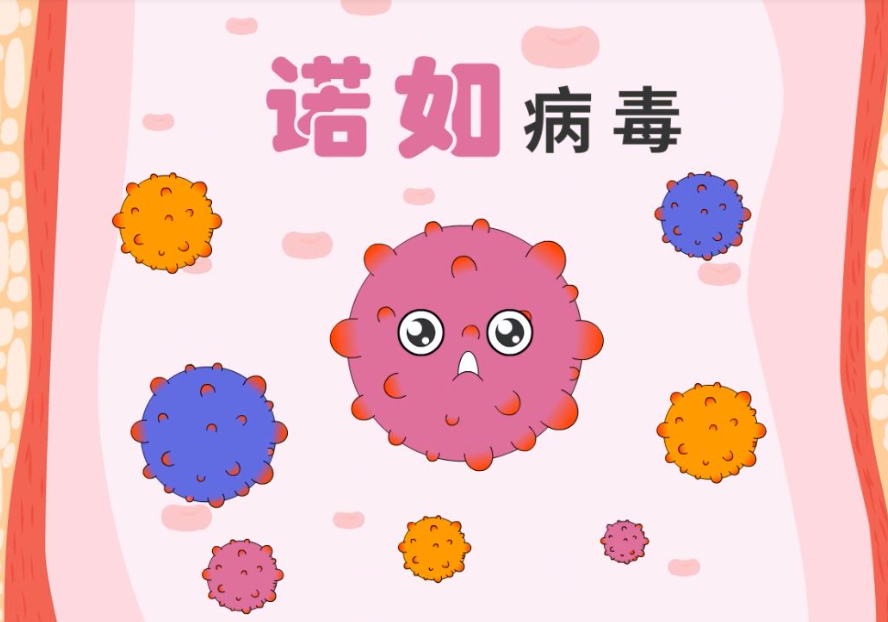 諾如病毒影響 諾如病毒影響