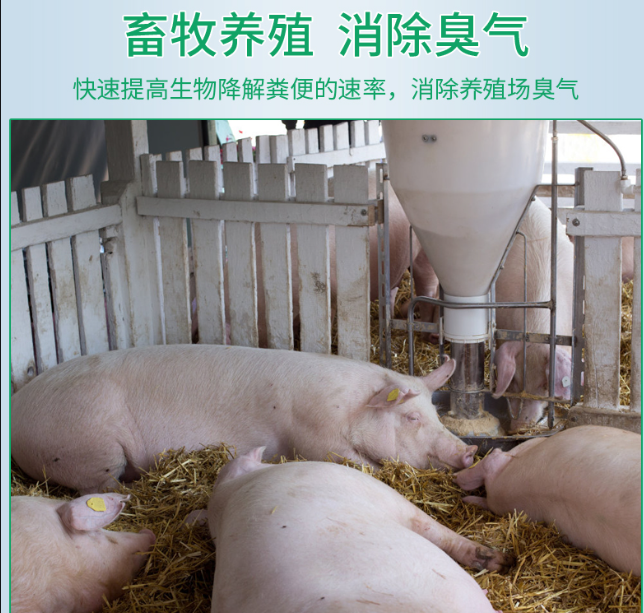 次氯酸水在畜牧養(yǎng)殖領(lǐng)域發(fā)揮著除臭消毒功效