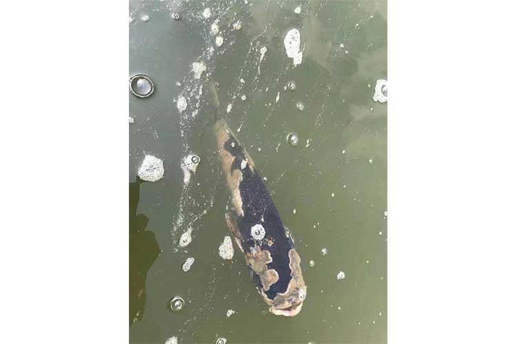 魚腐蝕圖片 魚腐蝕圖片