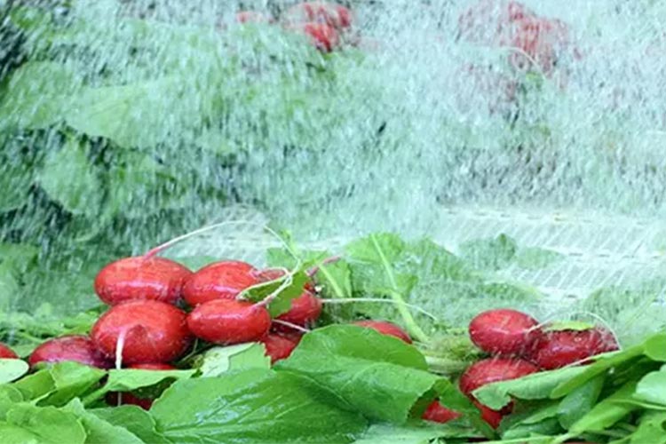 次氯酸發(fā)生器果蔬清洗 次氯酸發(fā)生器果蔬清洗